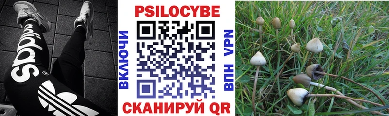 где можно купить наркотик  Курчалой  Псилоцибиновые грибы MAGIC MUSHROOMS 